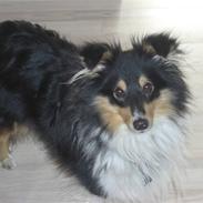 Shetland sheepdog Zacko