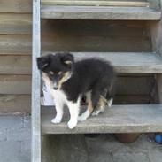 Shetland sheepdog Zacko