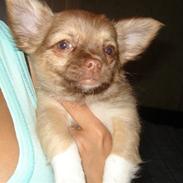 Chihuahua Lucas