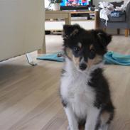 Shetland sheepdog Zacko