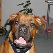Boxer Thor....RIP D.15-1-10