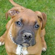 Boxer Thor....RIP D.15-1-10