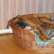 Boxer Thor....RIP D.15-1-10