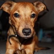 Blanding af racer Olly