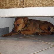 Blanding af racer Olly