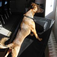 Blanding af racer Olly