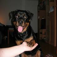 Rottweiler Hartmann's Chitta