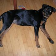 Rottweiler Hartmann's Chitta