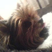 Yorkshire terrier Viggo *RIP*