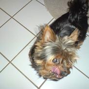 Yorkshire terrier Viggo *RIP*