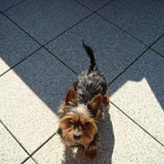 Yorkshire terrier Viggo *RIP*