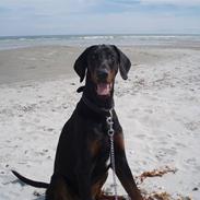 Dobermann Ero