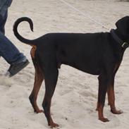 Dobermann Ero
