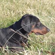 Dobermann Ero