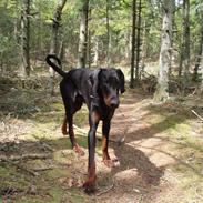 Dobermann Ero