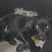 Labrador retriever ¤ ¤ MY ¤ ¤ 