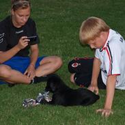 Labrador retriever ¤ ¤ MY ¤ ¤ 