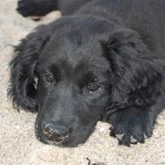 Blanding af racer Razz