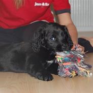 Blanding af racer Razz