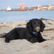 Blanding af racer Razz