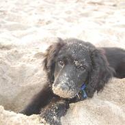 Blanding af racer Razz