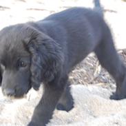 Blanding af racer Razz