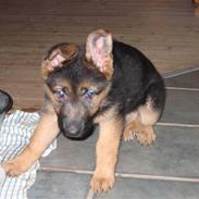 Schæferhund Miss Soffi