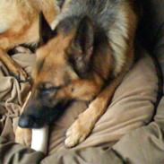 Schæferhund Miss Soffi