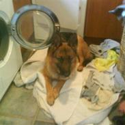 Schæferhund Miss Soffi