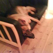 Schæferhund Miss Soffi