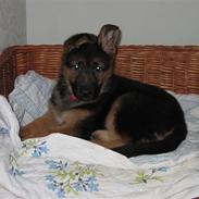 Schæferhund Miss Soffi