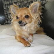 Chihuahua Fanny