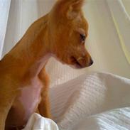 Chihuahua Fluffy