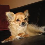 Chihuahua Fanny