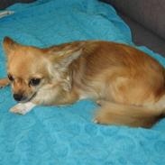 Chihuahua Fanny