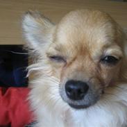 Chihuahua Fanny