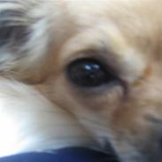 Chihuahua Fanny