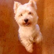 West highland white terrier Mickey