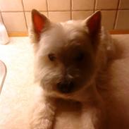 West highland white terrier Mickey