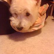 West highland white terrier Mickey