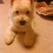 West highland white terrier Mickey