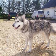 Alaskan malamute Shadow *R.I.P* ;'(