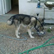 Alaskan malamute Shadow *R.I.P* ;'(