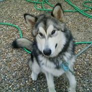 Alaskan malamute Shadow *R.I.P* ;'(