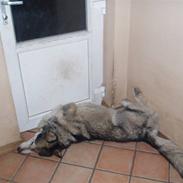 Alaskan malamute Shadow *R.I.P* ;'(