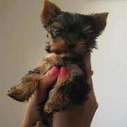Yorkshire terrier Anton