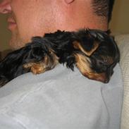 Yorkshire terrier Anton