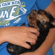 Yorkshire terrier Anton