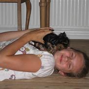 Yorkshire terrier Anton