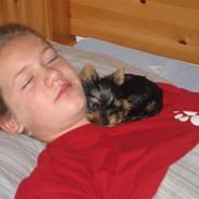 Yorkshire terrier Anton